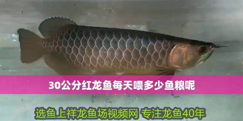 30公分紅龍魚每天喂多少魚糧呢 30公分紅龍魚每天喂多少魚糧呢 龍魚百科 第2張