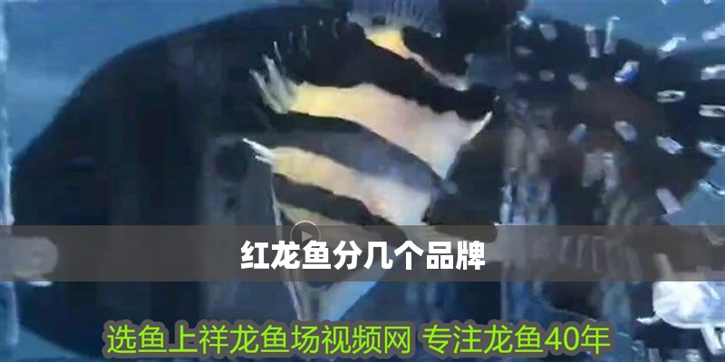 紅龍魚分幾個品牌