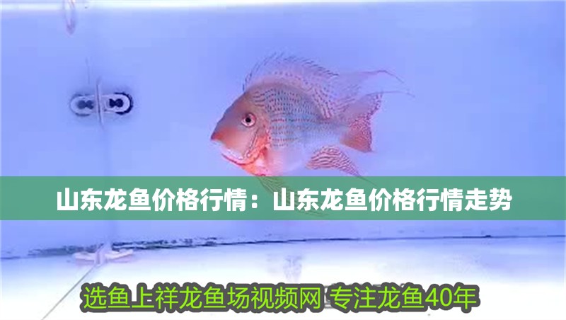 山東龍魚價格行情：山東龍魚價格行情走勢