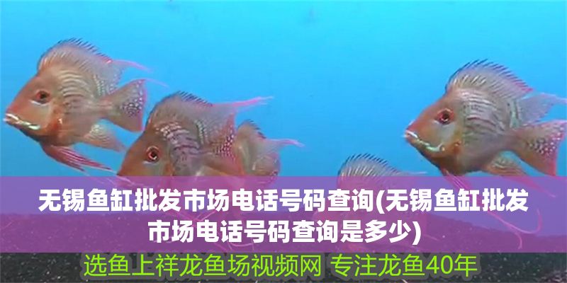 無錫魚缸批發市場電話號碼查詢(無錫魚缸批發市場電話號碼查詢是多少)
