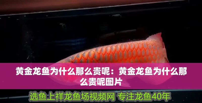 黃金龍魚為什么那么貴呢：黃金龍魚為什么那么貴呢圖片