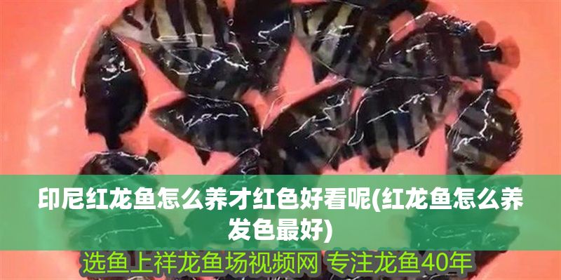 印尼紅龍魚怎么養才紅色好看呢(紅龍魚怎么養發色最好)