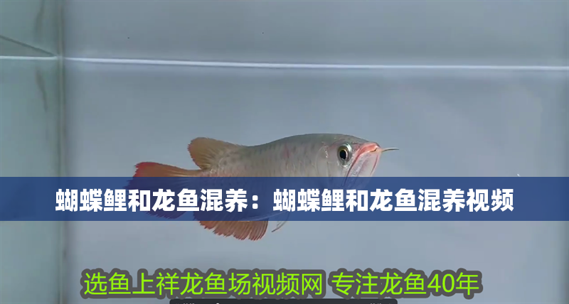 蝴蝶鯉和龍魚混養(yǎng)：蝴蝶鯉和龍魚混養(yǎng)視頻