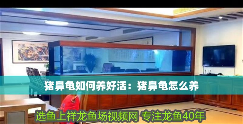 豬鼻龜如何養好活：豬鼻龜怎么養