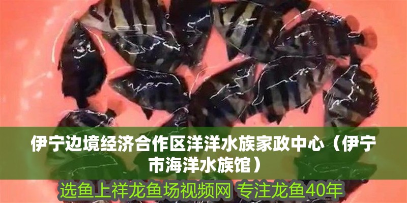 伊寧邊境經濟合作區洋洋水族家政中心（伊寧市海洋水族館） 伊寧邊境經濟合作區洋洋水族家政中心（伊寧市海洋水族館） 全國水族館企業名錄 第1張