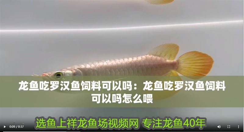 龍魚吃羅漢魚飼料可以嗎：龍魚吃羅漢魚飼料可以嗎怎么喂 龍魚吃羅漢魚飼料可以嗎：龍魚吃羅漢魚飼料可以嗎怎么喂 水族問答