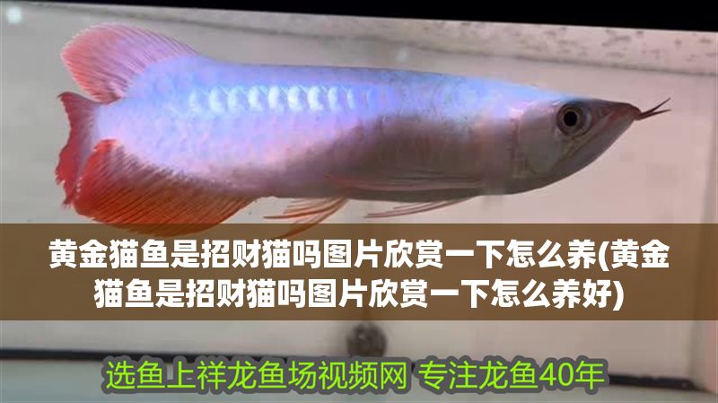 黃金貓魚是招財貓嗎圖片欣賞一下怎么養(黃金貓魚是招財貓嗎圖片欣賞一下怎么養好) 黃金貓魚百科 第1張 黃金貓魚是招財貓嗎圖片欣賞一下怎么養(黃金貓魚是招財貓嗎圖片欣賞一下怎么養好) 黃金貓魚是招財貓嗎圖片欣賞一下怎么養(黃金貓魚是招財貓嗎圖片欣賞一下怎么養好) 黃金貓魚百科 第1張