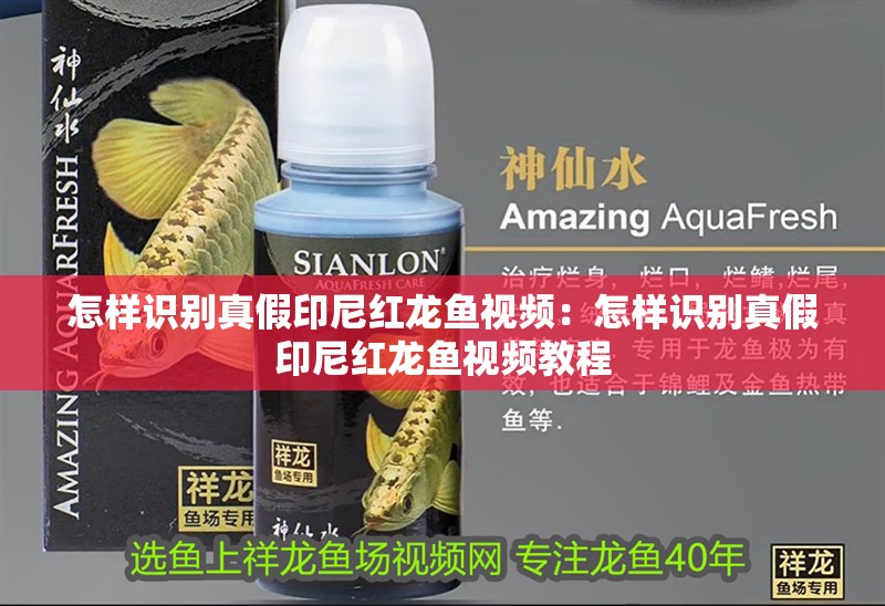 怎樣識別真假印尼紅龍魚視頻：怎樣識別真假印尼紅龍魚視頻教程