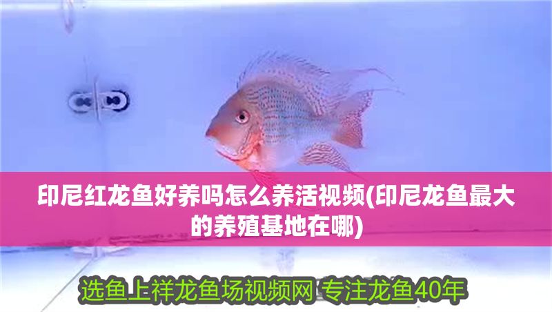 印尼紅龍魚好養嗎怎么養活視頻(印尼龍魚最大的養殖基地在哪)