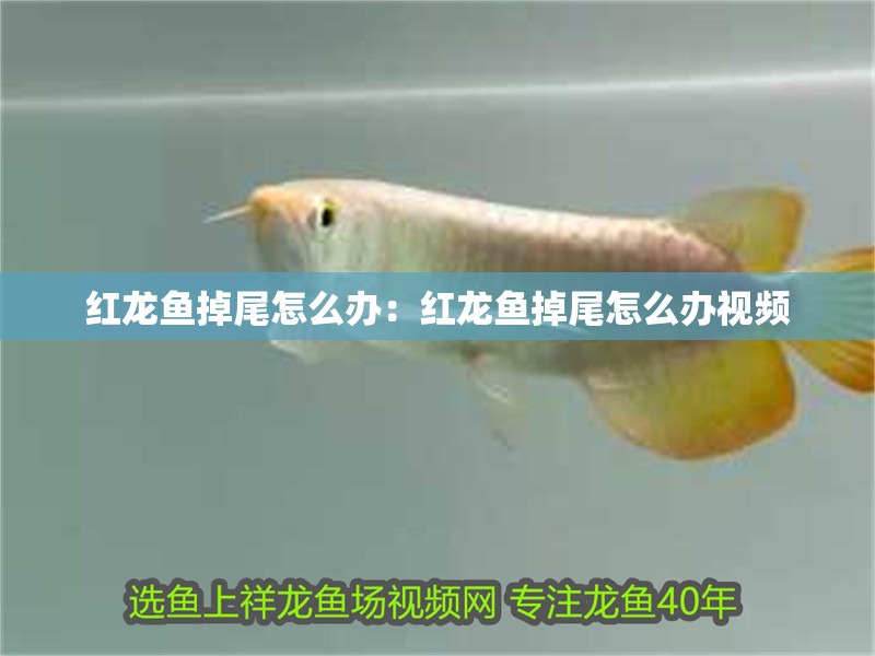 紅龍魚掉尾怎么辦：紅龍魚掉尾怎么辦視頻