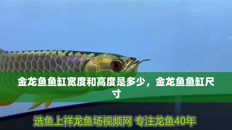 金龍魚(yú)魚(yú)缸寬度和高度是多少，金龍魚(yú)魚(yú)缸尺寸