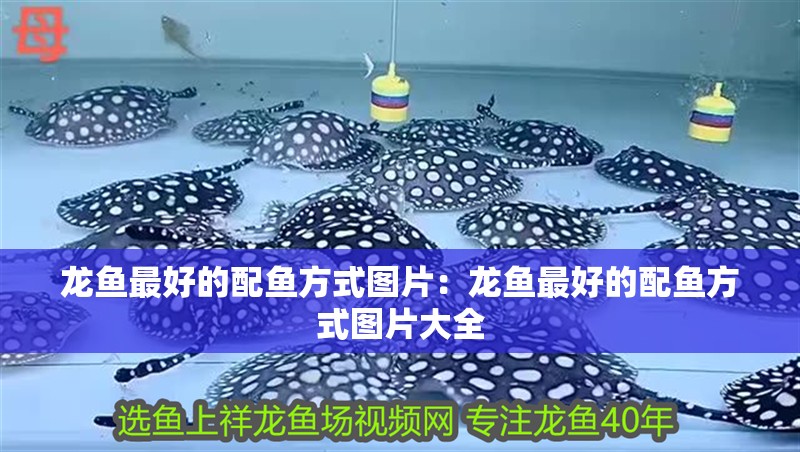 龍魚最好的配魚方式圖片:龍魚最好的配魚方式圖片大全 水族問答 龍魚最好的配魚方式圖片:龍魚最好的配魚方式圖片大全 龍魚最好的配魚方式圖片:龍魚最好的配魚方式圖片大全 水族問答