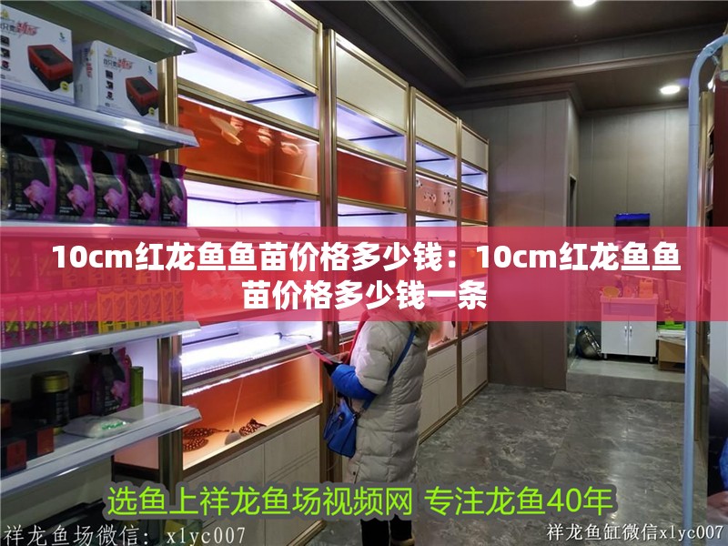 10cm紅龍魚魚苗價格多少錢：10cm紅龍魚魚苗價格多少錢一條 10cm紅龍魚魚苗價格多少錢：10cm紅龍魚魚苗價格多少錢一條 水族問答