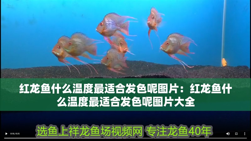 紅龍魚什么溫度最適合發色呢圖片：紅龍魚什么溫度最適合發色呢圖片大全 紅龍魚什么溫度最適合發色呢圖片：紅龍魚什么溫度最適合發色呢圖片大全 水族問答