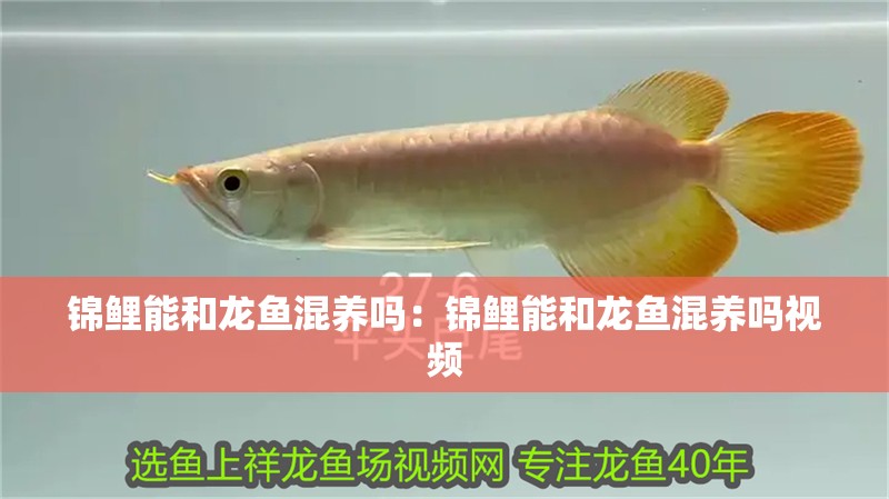 錦鯉能和龍魚混養嗎：錦鯉能和龍魚混養嗎視頻