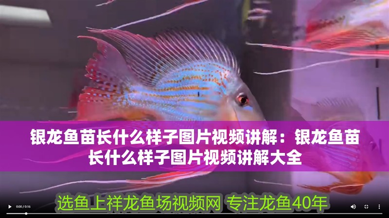 銀龍魚苗長(zhǎng)什么樣子圖片視頻講解：銀龍魚苗長(zhǎng)什么樣子圖片視頻講解大全 銀龍魚苗長(zhǎng)什么樣子圖片視頻講解：銀龍魚苗長(zhǎng)什么樣子圖片視頻講解大全 水族問答
