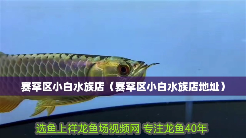 賽罕區小白水族店（賽罕區小白水族店地址）