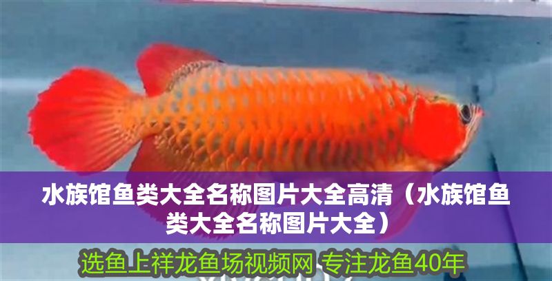 水族館魚類大全名稱圖片大全高清(水族館魚類大全名稱圖片大全) 水族館百科(水族館加盟) 第1張 水族館魚類大全名稱圖片大全高清(水族館魚類大全名稱圖片大全) 水族館魚類大全名稱圖片大全高清(水族館魚類大全名稱圖片大全) 水族館百科(水族館加盟) 第1張