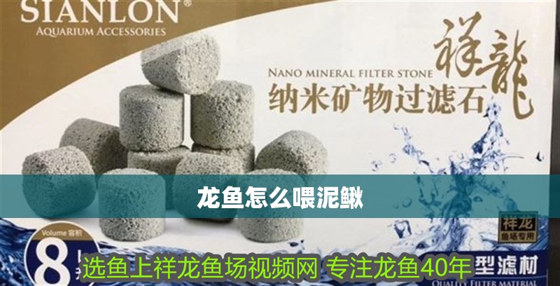 龍魚怎么喂泥鰍