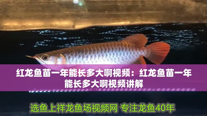 紅龍魚苗一年能長多大啊視頻：紅龍魚苗一年能長多大啊視頻講解