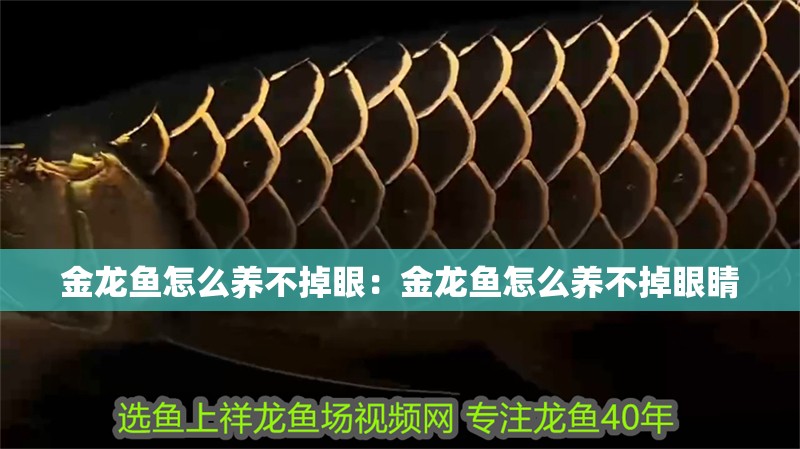 金龍魚怎么養不掉眼：金龍魚怎么養不掉眼睛
