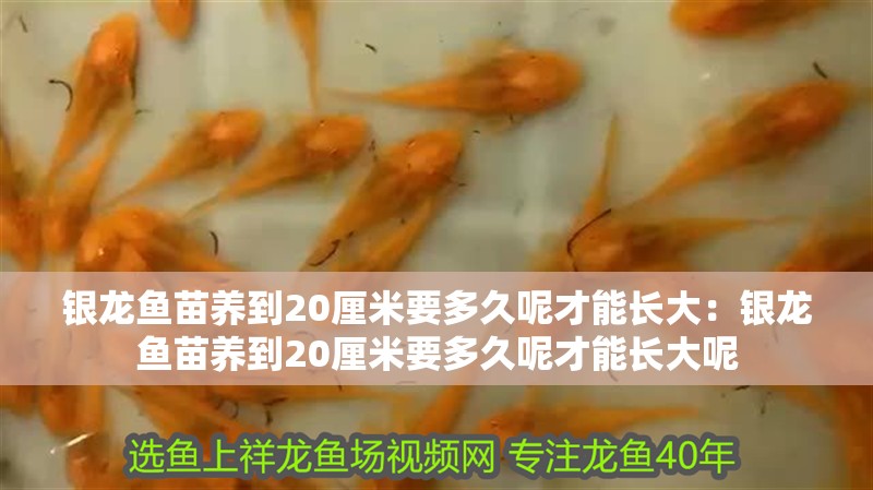 銀龍魚(yú)苗養(yǎng)到20厘米要多久呢才能長(zhǎng)大：銀龍魚(yú)苗養(yǎng)到20厘米要多久呢才能長(zhǎng)大呢