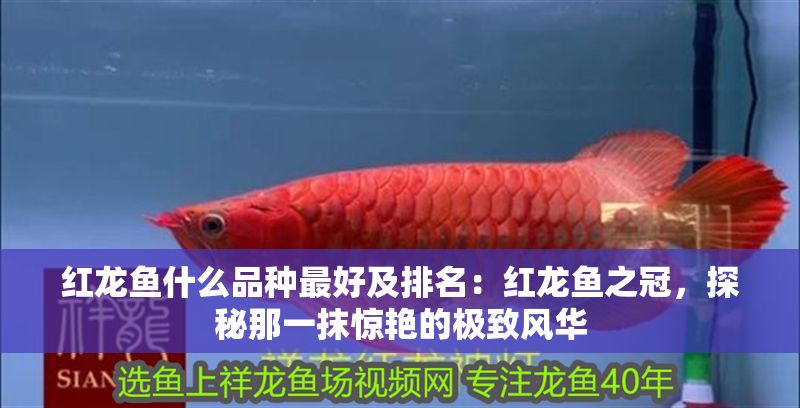 紅龍魚什么品種最好及排名：紅龍魚之冠，探秘那一抹驚艷的極致風華