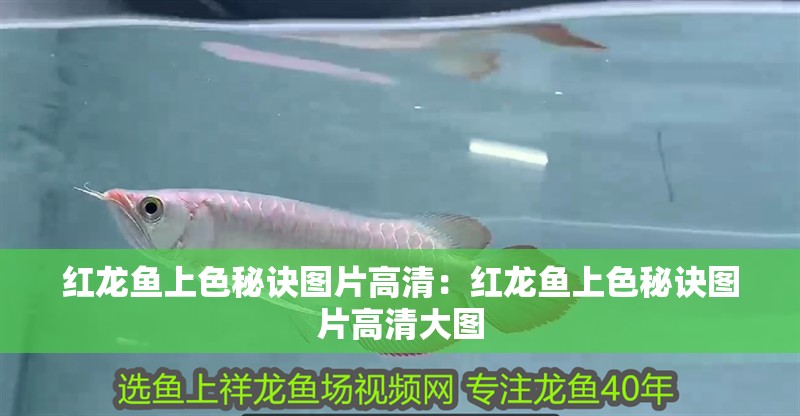 紅龍魚上色秘訣圖片高清：紅龍魚上色秘訣圖片高清大圖