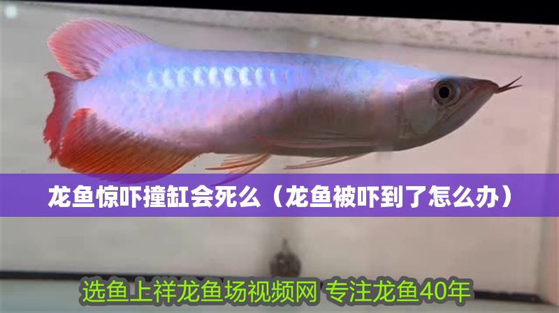 龍魚驚嚇撞缸會死么（龍魚被嚇到了怎么辦）