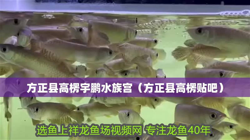 方正縣高楞宇鵬水族宮（方正縣高楞貼吧）