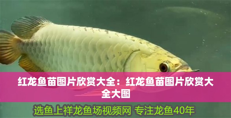紅龍魚苗圖片欣賞大全：紅龍魚苗圖片欣賞大全大圖