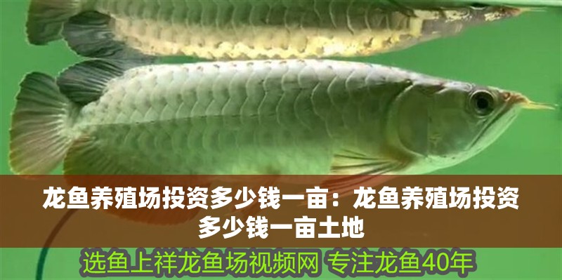 龍魚養殖場投資多少錢一畝：龍魚養殖場投資多少錢一畝土地