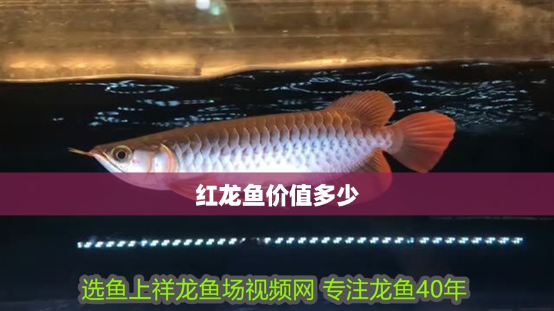 紅龍魚價值多少