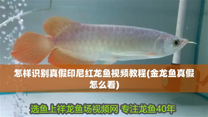 怎樣識別真假印尼紅龍魚視頻教程(金龍魚真假怎么看)