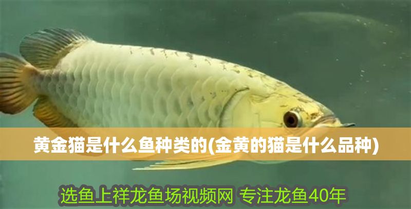 黃金貓是什么魚種類的(金黃的貓是什么品種)