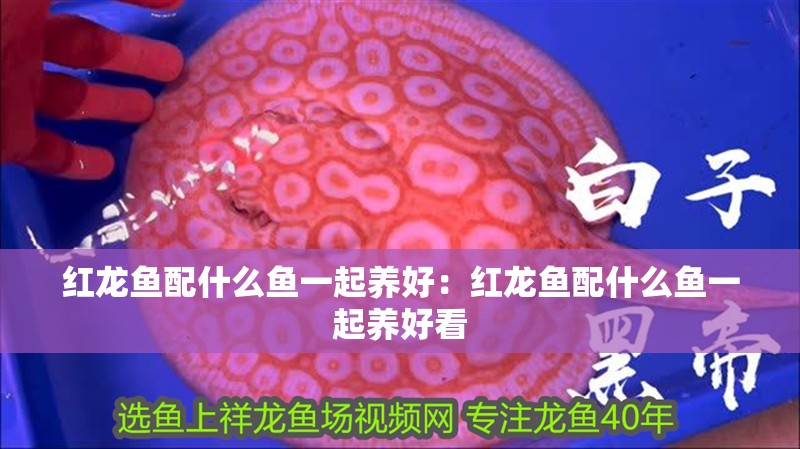 紅龍魚配什么魚一起養(yǎng)好：紅龍魚配什么魚一起養(yǎng)好看