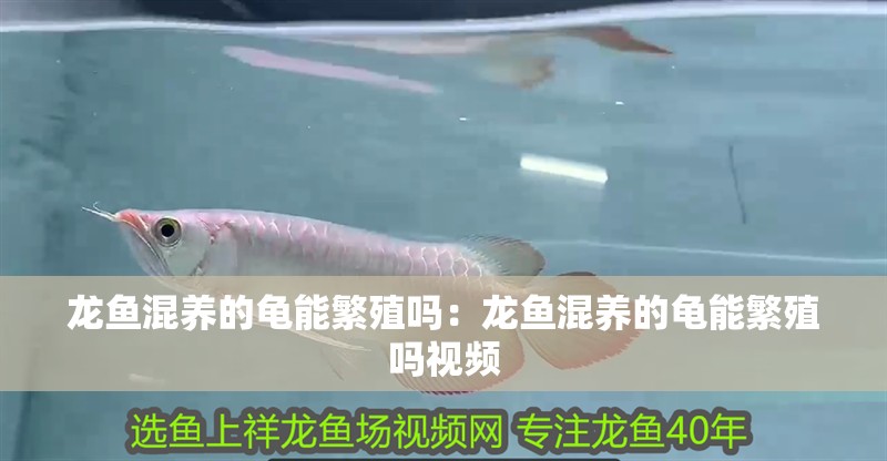 龍魚混養的龜能繁殖嗎：龍魚混養的龜能繁殖嗎視頻