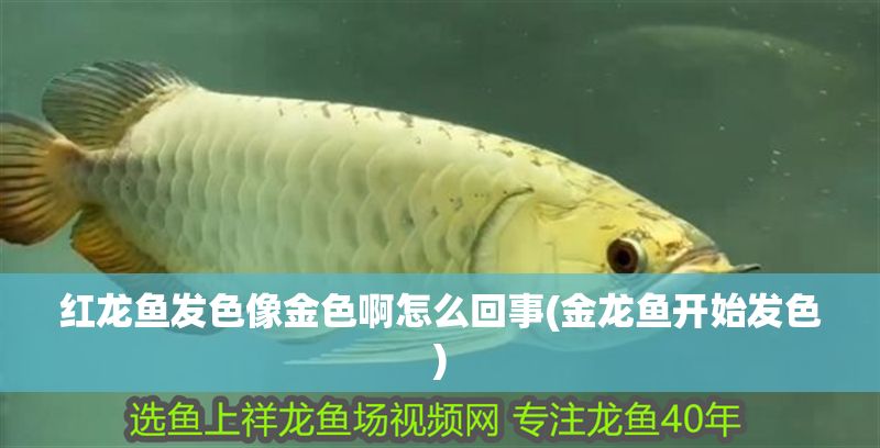紅龍魚發色像金色啊怎么回事(金龍魚開始發色)