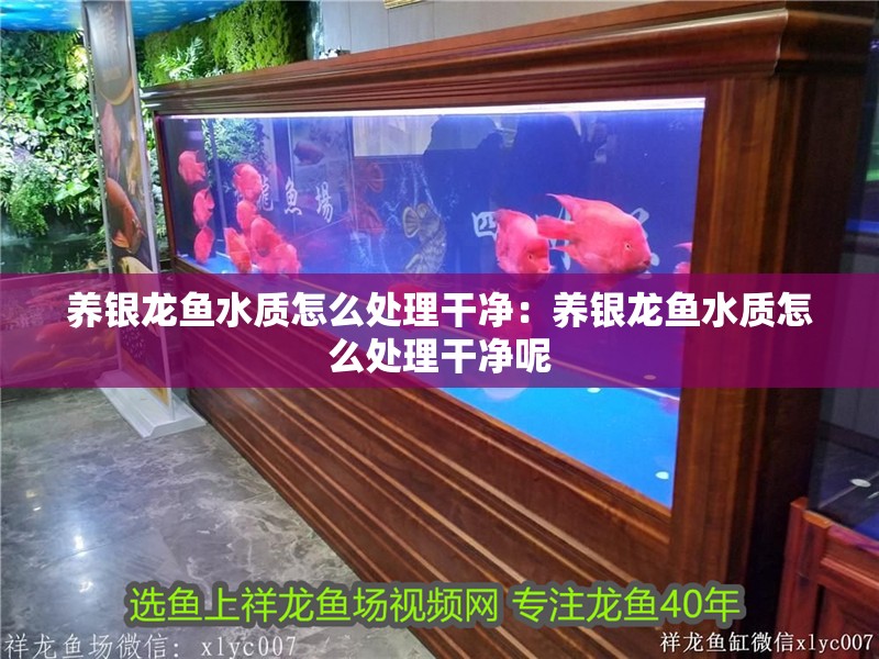 養(yǎng)銀龍魚(yú)水質(zhì)怎么處理干凈：養(yǎng)銀龍魚(yú)水質(zhì)怎么處理干凈呢