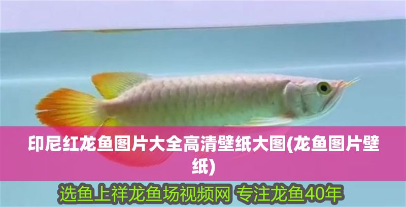 印尼紅龍魚圖片大全高清壁紙大圖(龍魚圖片壁紙)