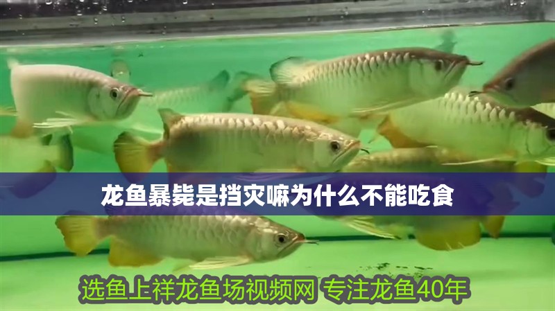龍魚暴斃是擋災嘛為什么不能吃食