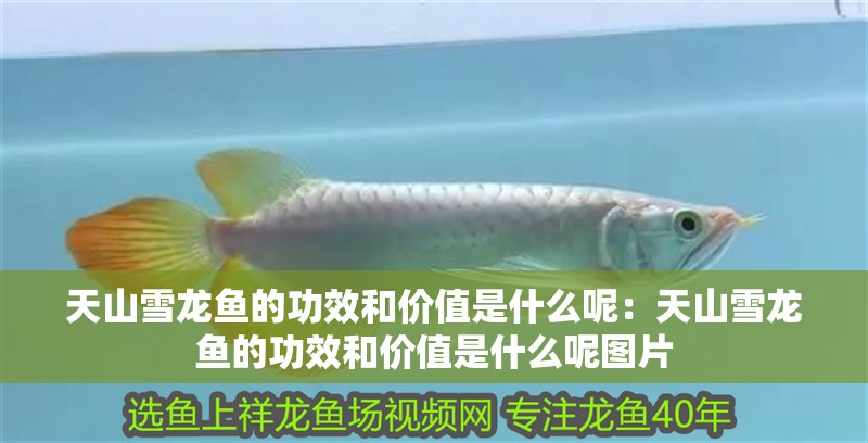 天山雪龍魚的功效和價(jià)值是什么呢：天山雪龍魚的功效和價(jià)值是什么呢圖片