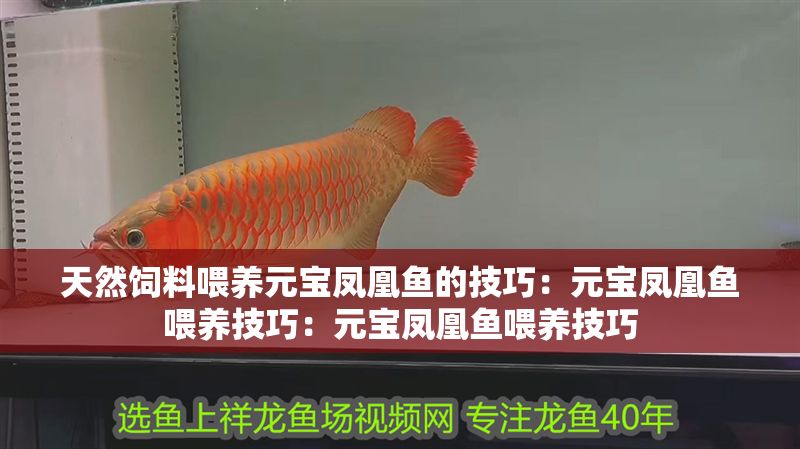 天然飼料喂養(yǎng)元寶鳳凰魚的技巧：元寶鳳凰魚喂養(yǎng)技巧：元寶鳳凰魚喂養(yǎng)技巧 天然飼料喂養(yǎng)元寶鳳凰魚的技巧：元寶鳳凰魚喂養(yǎng)技巧：元寶鳳凰魚喂養(yǎng)技巧 元寶鳳凰魚百科 第2張