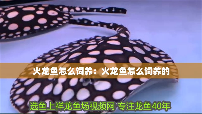 火龍魚怎么飼養(yǎng)：火龍魚怎么飼養(yǎng)的