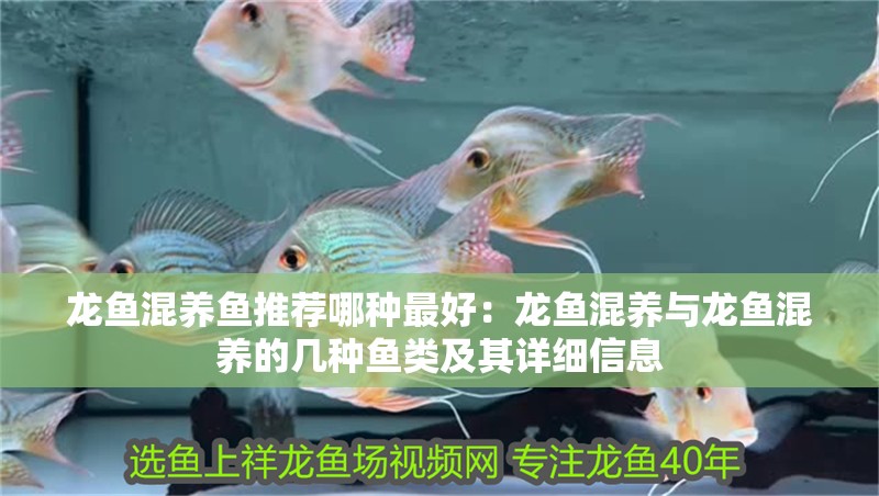 龍魚混養魚推薦哪種最好：龍魚混養與龍魚混養的幾種魚類及其詳細信息 龍魚混養魚推薦哪種最好：龍魚混養與龍魚混養的幾種魚類及其詳細信息 龍魚百科