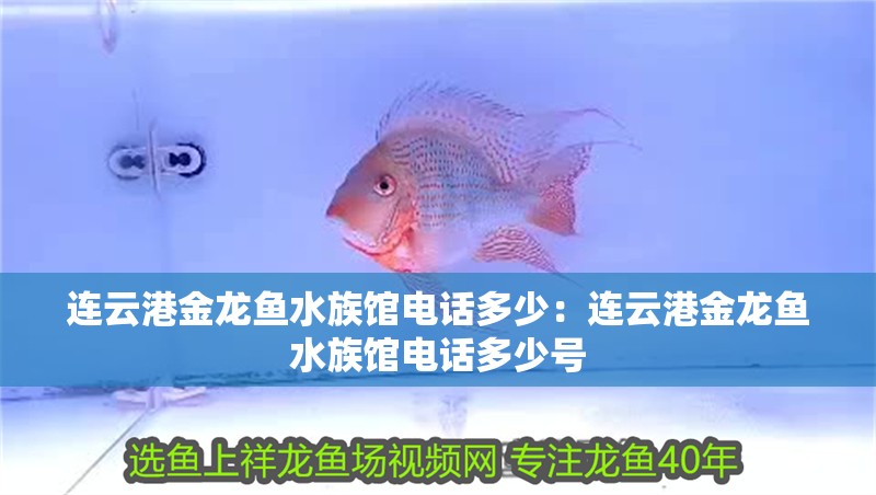 連云港金龍魚水族館電話多少:連云港金龍魚水族館電話多少號 水族問答 連云港金龍魚水族館電話多少:連云港金龍魚水族館電話多少號 連云港金龍魚水族館電話多少:連云港金龍魚水族館電話多少號 水族問答