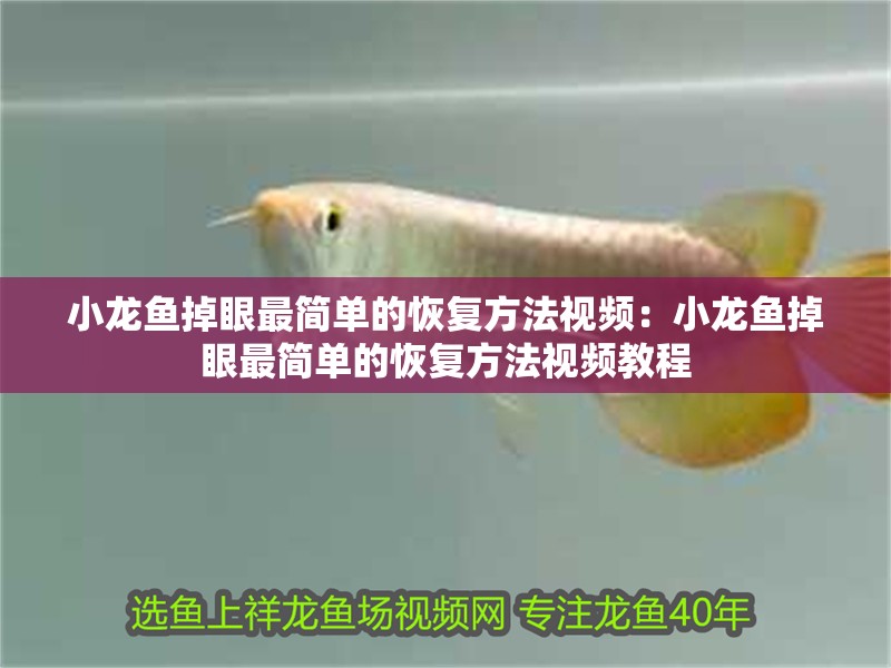 小龍魚(yú)掉眼最簡(jiǎn)單的恢復(fù)方法視頻：小龍魚(yú)掉眼最簡(jiǎn)單的恢復(fù)方法視頻教程 小龍魚(yú)掉眼最簡(jiǎn)單的恢復(fù)方法視頻：小龍魚(yú)掉眼最簡(jiǎn)單的恢復(fù)方法視頻教程 水族問(wèn)答