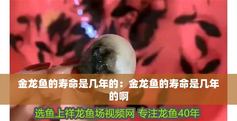 金龍魚的壽命是幾年的：金龍魚的壽命是幾年的啊