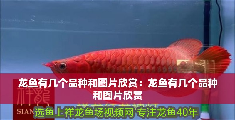 龍魚(yú)有幾個(gè)品種和圖片欣賞：龍魚(yú)有幾個(gè)品種和圖片欣賞