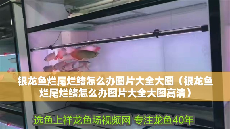 銀龍魚爛尾爛鰭怎么辦圖片大全大圖（銀龍魚爛尾爛鰭怎么辦圖片大全大圖高清）